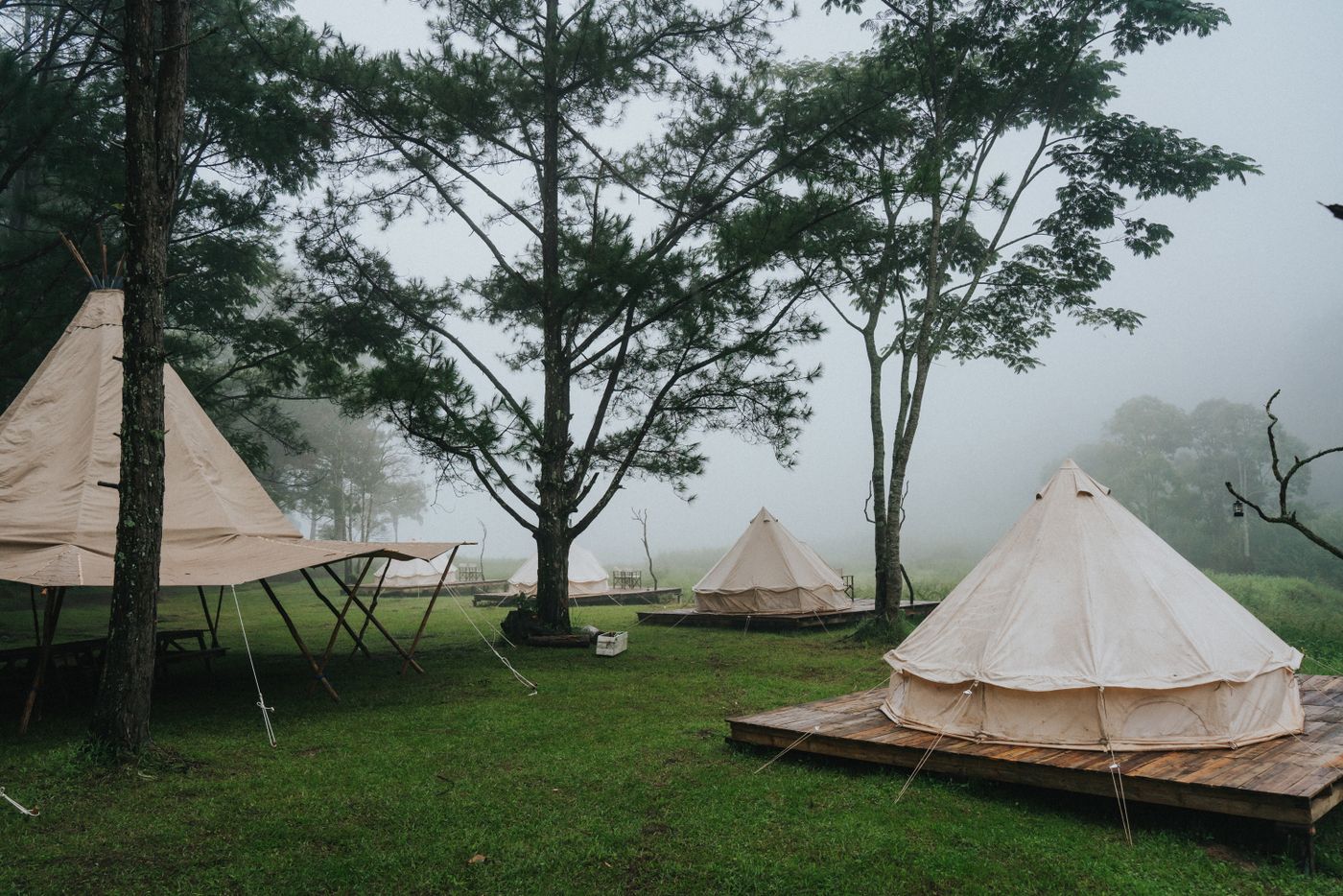 Rừng thông trong chuyến camping